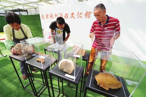 菌菇“住”进文化馆